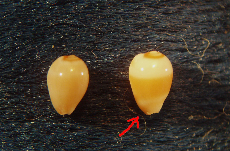 Confronto Gibberula caelata e Gibberula recondita